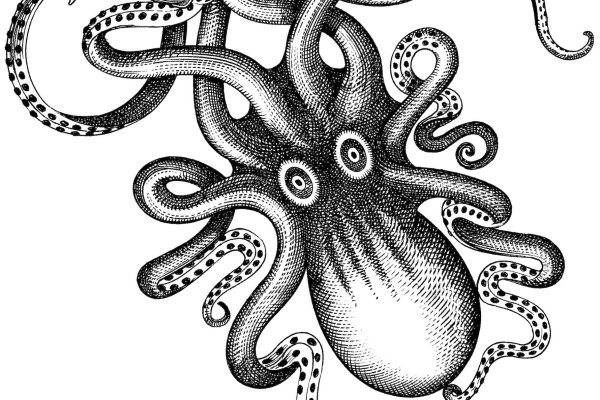 Kraken dark net