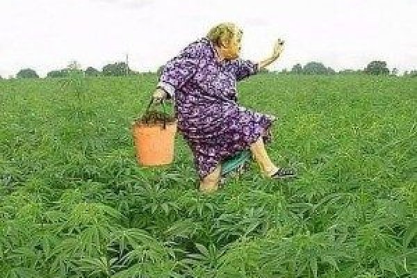 Где найти рабочую ссылку на кракен