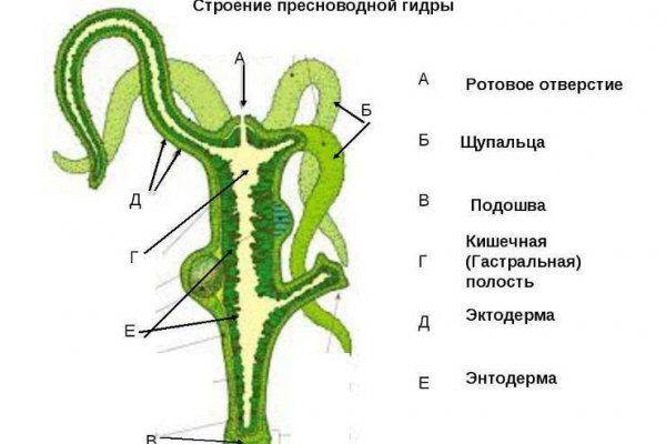 Официальный сайт kraken kraken clear com